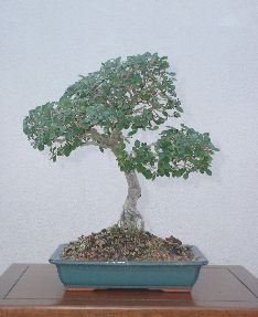 Ulmus parvifolia