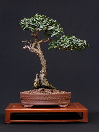 Phyllirea latifolia