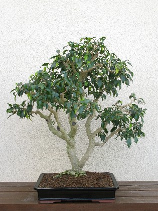 Ficus benjamina