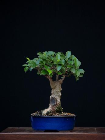 Ficus retusa