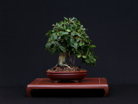 Ficus retusa