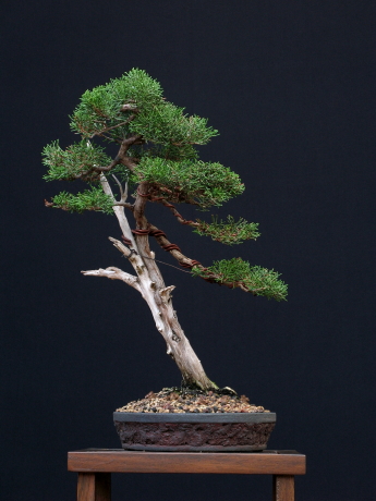 Juniperus phoenicaea