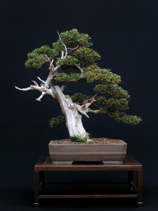 Juniperus phoenicea