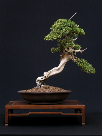 Juniperus phoenicea