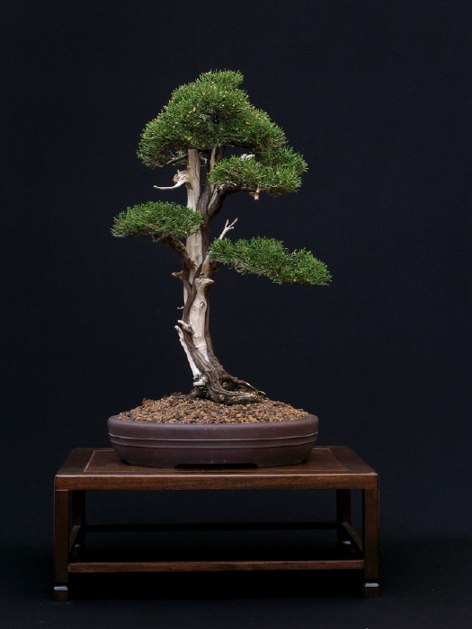 Juniperus phoenicea