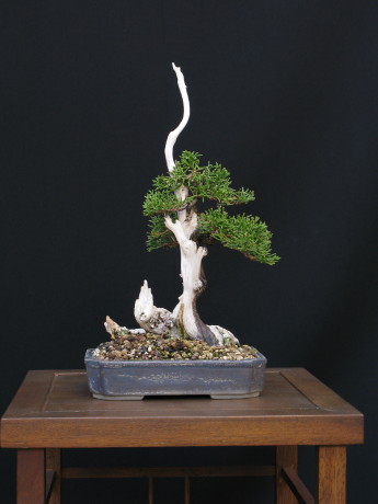 Juniperus phoenicea var. turbinata