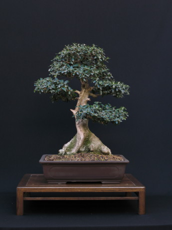 Olea europaea "Sylvestris"