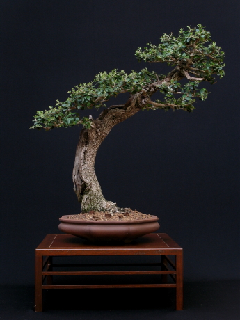 Olea europaea "Sylvestris"