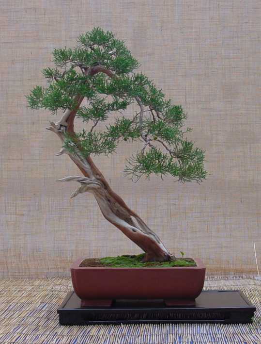 Juniperus phoenicaea