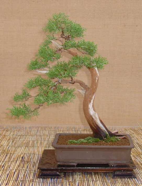 Juniperus phoenicaea