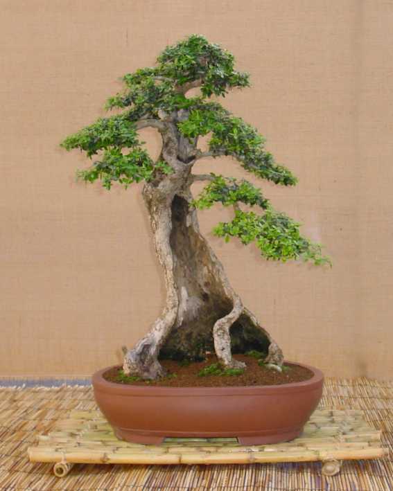 Olea europaea "Sylvestris"