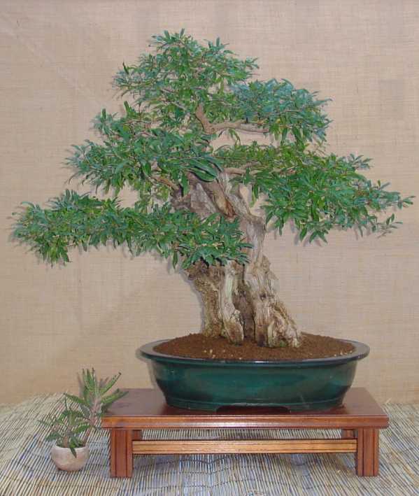 Punica granatum