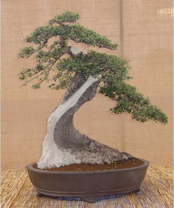 Olea europaea "Sylvestris"