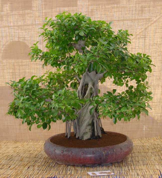 Ficus retusa