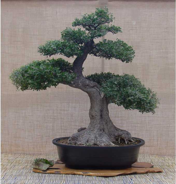 Olea europaea "Sylvestris"