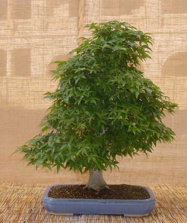 Acer palmatum