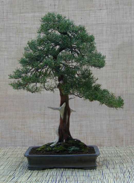 Juniperus phoenicaea